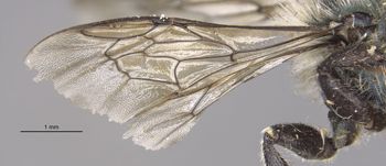 Media type: image;   Entomology 30092 Aspect: Wing front